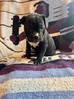 Coconut, a female Olde English Bulldogge for sale in Iowa City, IA – Photo 5 of 10