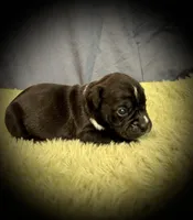 Coconut, a female Olde English Bulldogge for sale in Iowa City, IA – Photo 9 of 10