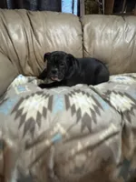 Coconut, a female Olde English Bulldogge for sale in Iowa City, IA – Photo 1 of 10