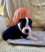 Crowley, a male Olde English Bulldogge for sale in Iowa City, IA – Photo 7 of 10