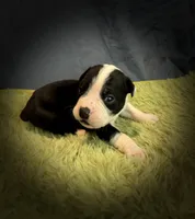 Crowley, a male Olde English Bulldogge for sale in Iowa City, IA – Photo 10 of 10