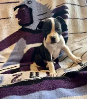 Crowley, a male Olde English Bulldogge for sale in Iowa City, IA – Photo 1 of 10