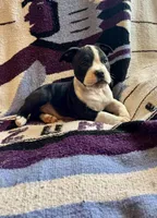 Crowley, a male Olde English Bulldogge for sale in Iowa City, IA – Photo 2 of 10