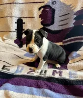 Crowley, a male Olde English Bulldogge for sale in Iowa City, IA – Photo 3 of 10