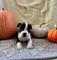 Crowley, a male Olde English Bulldogge for sale in Iowa City, IA – Photo 6 of 10