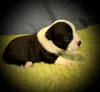 Crowley, a male Olde English Bulldogge for sale in Iowa City, IA – Photo 9 of 10