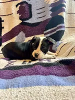 Crowley, a male Olde English Bulldogge for sale in Iowa City, IA – Photo 5 of 10