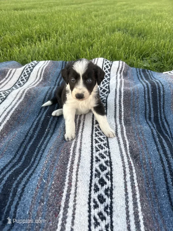 Apollo – Border Collie puppy for sale in Iowa City, IA
