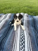 Apollo, a male Border Collie for sale in Iowa City, IA – 1 of 5