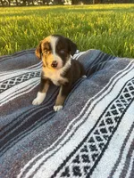 Axel, a male Border Collie for sale in Iowa City, IA – 2 of 6