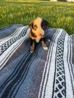 Atlas, a male Border Collie for sale in Iowa City, IA – 6 of 6