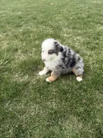 Magnus, a male Miniature Australian Shepherd for sale in Iowa City, IA – Photo 6 of 6