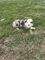 Magnus, a male Miniature Australian Shepherd for sale in Iowa City, IA – Photo 3 of 6