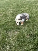 Magnus, a male Miniature Australian Shepherd for sale in Iowa City, IA – Photo 5 of 6