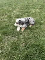 Magnus, a male Miniature Australian Shepherd for sale in Iowa City, IA – Photo 4 of 6