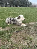 Magnus, a male Miniature Australian Shepherd for sale in Iowa City, IA – Photo 2 of 6