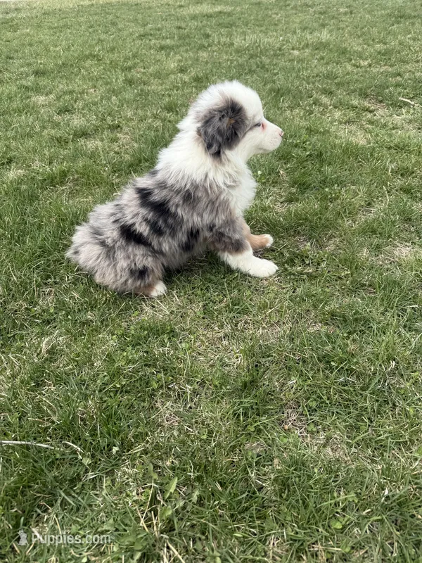 Magnus – Miniature Australian Shepherd puppy for sale in Iowa City, IA