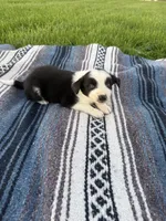 Amy, a female Border Collie for sale in Iowa City, IA – 3 of 6
