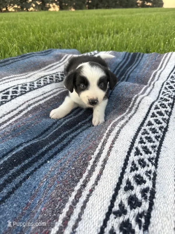 Amy – Border Collie puppy for sale in Iowa City, IA