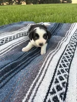 Amy, a female Border Collie for sale in Iowa City, IA – 1 of 5