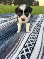 Asher, a male Border Collie for sale in Iowa City, IA – 3 of 5