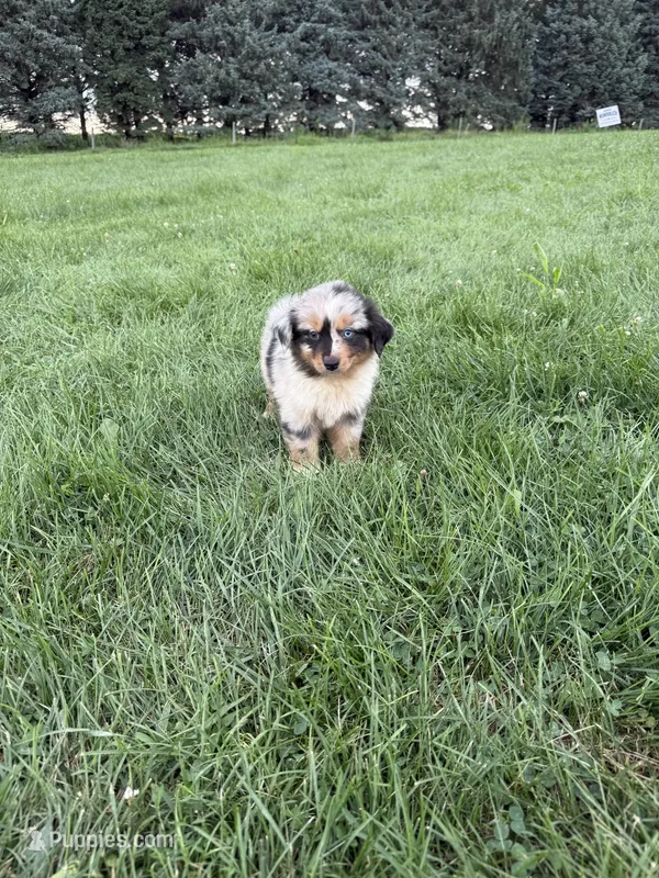 Zara – Miniature Australian Shepherd puppy for sale in Iowa City, IA