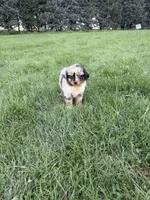 Zara, a female Miniature Australian Shepherd for sale in Iowa City, IA – 1 of 6