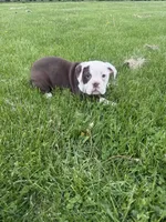 Honey, a female Olde English Bulldogge for sale in Iowa City, IA – 6 of 7