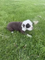 Honey, a female Olde English Bulldogge for sale in Iowa City, IA – 4 of 7