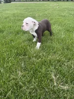Honey, a female Olde English Bulldogge for sale in Iowa City, IA – 7 of 7