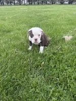 Honey, a female Olde English Bulldogge for sale in Iowa City, IA – 3 of 7