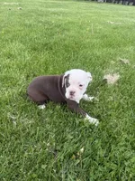 Honey, a female Olde English Bulldogge for sale in Iowa City, IA – 5 of 7