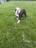 Honey, a female Olde English Bulldogge for sale in Iowa City, IA – 2 of 7
