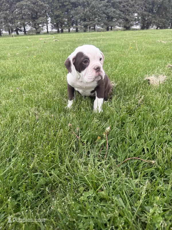 Honey – Olde English Bulldogge puppy for sale in Iowa City, IA