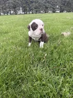 Honey, a female Olde English Bulldogge for sale in Iowa City, IA – 1 of 7