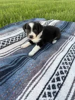 Ace, a male Border Collie for sale in Iowa City, IA – 2 of 6