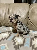 Arrow, a male Olde English Bulldogge for sale in Iowa City, IA – Photo 1 of 8