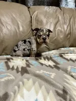 Arrow, a male Olde English Bulldogge for sale in Iowa City, IA – Photo 8 of 8