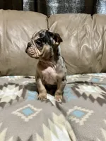 Arrow, a male Olde English Bulldogge for sale in Iowa City, IA – Photo 4 of 8