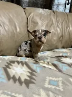 Arrow, a male Olde English Bulldogge for sale in Iowa City, IA – Photo 3 of 8