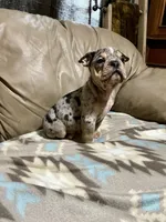 Arrow, a male Olde English Bulldogge for sale in Iowa City, IA – Photo 7 of 8