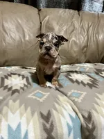 Arrow, a male Olde English Bulldogge for sale in Iowa City, IA – Photo 2 of 8