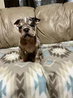 Arrow, a male Olde English Bulldogge for sale in Iowa City, IA – Photo 5 of 8