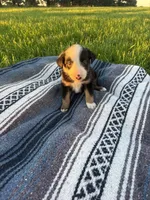 Atlas, a male Border Collie for sale in Iowa City, IA – 2 of 6