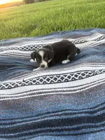 Ace, a male Border Collie for sale in Iowa City, IA – 3 of 6