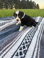 Apollo, a male Border Collie for sale in Iowa City, IA – 4 of 5