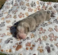 Baxter, a male Olde English Bulldogge for sale in Iowa City, IA – Photo 2 of 4