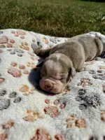 Baxter, a male Olde English Bulldogge for sale in Iowa City, IA – Photo 4 of 4