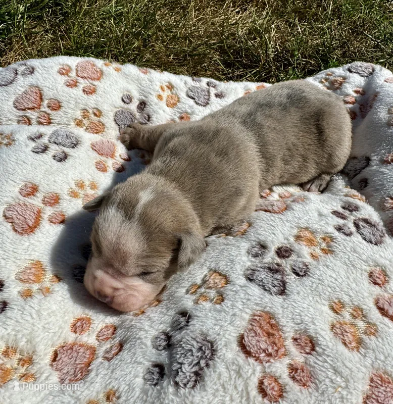 Baxter, a male Olde English Bulldogge for sale in Iowa City, IA – Photo 1 of 4
