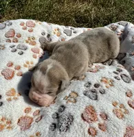 Baxter, a male Olde English Bulldogge for sale in Iowa City, IA – Photo 1 of 4